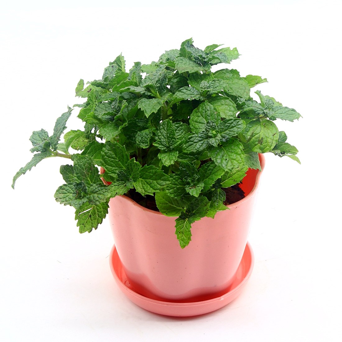 薄荷苗盆栽 食用香草植物 方便护养