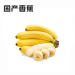 海南新鲜香蕉500g 软糯爽滑营养丰富